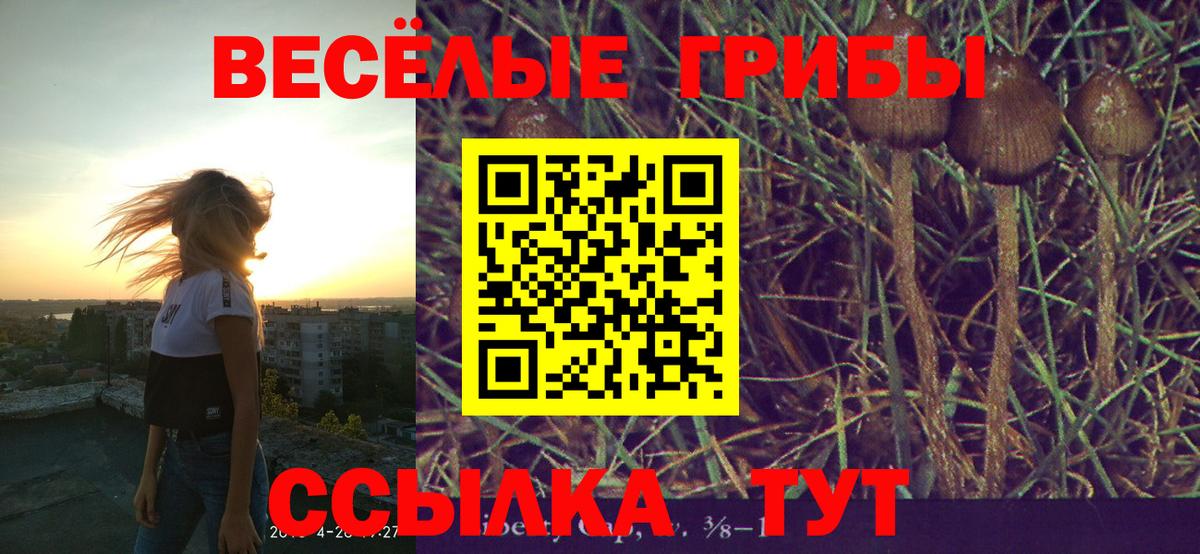 Псилоцибиновые грибы Psilocybine cubensis Гатчина